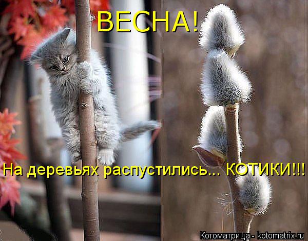 Котоматрица: ВЕСНА! На деревьях распустились... КОТИКИ!!!