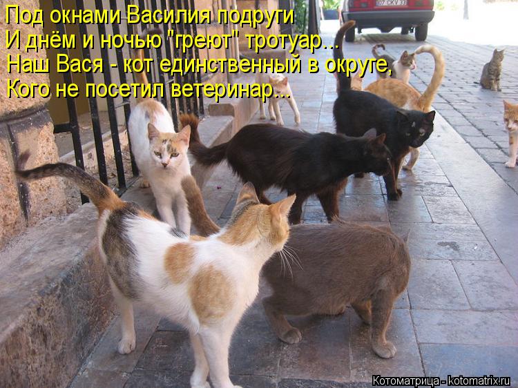 Под окнами Василия подруги И днём и ночью "греют" тротуар... Наш Вася - кот единственный в округе, Ко... Котоматрица: Под окнами Василия подруги И днём и ночью "греют" тротуар... Наш Вася - кот единственный в округе, Кого не посетил ветеринар...