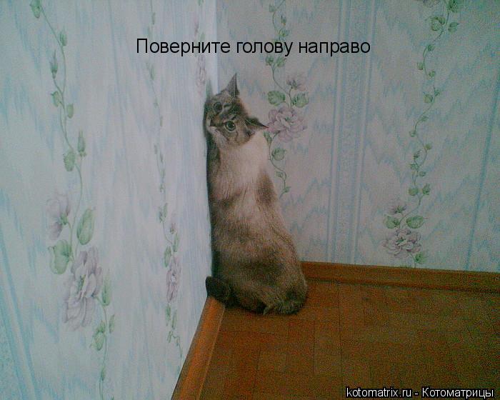 Котоматрица: Поверните голову направо