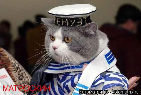 Котоматрица: МАТРОСКИН