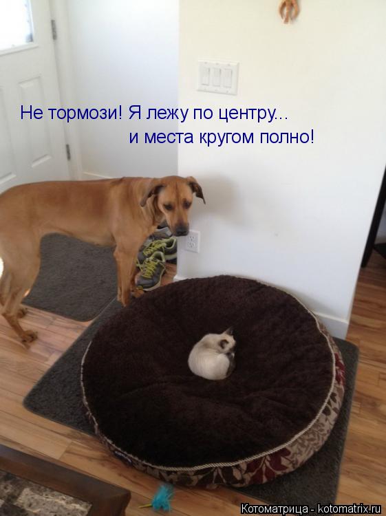 Котоматрица: Не тормози! Я лежу по центру...  и места кругом полно!