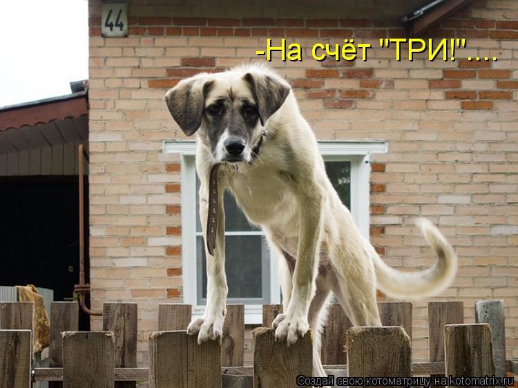 Котоматрица: -На счёт "ТРИ!"....