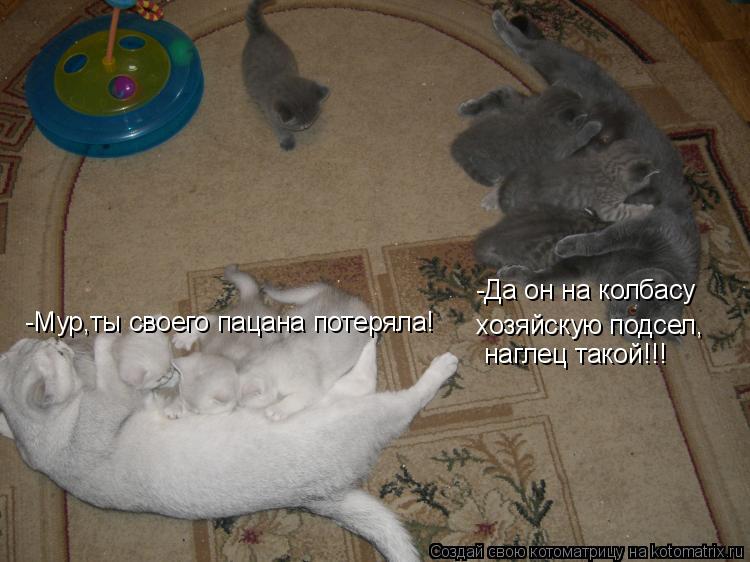 Котоматрица: -Мур,ты своего пацана потеряла! -Да он на колбасу хозяйскую подсел, наглец такой!!!