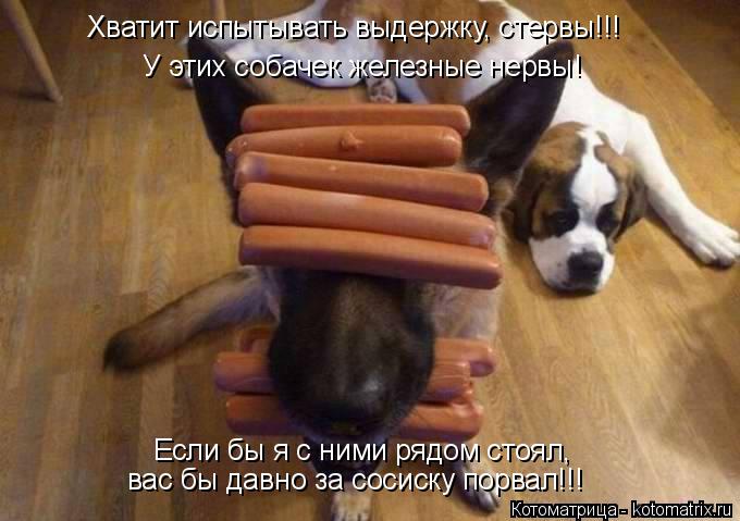 Котоматрица: У этих собачек железные нервы! Если бы я с ними рядом стоял, вас бы давно за сосиску порвал!!! Хватит испытывать выдержку, стервы!!!