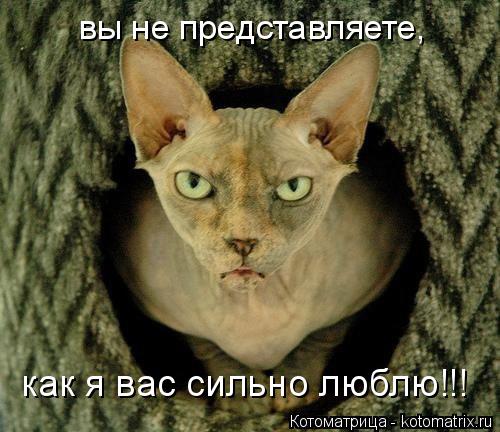 Котоматрица: вы не представляете,  как я вас сильно люблю!!!