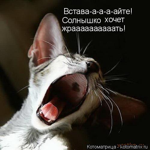 Котоматрица: Встава-а-а-а-айте! Солнышко хочет жраааааааааать!