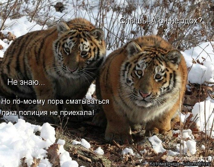 Котоматрица: Слышь! А он не здох?.. Не знаю... Но по-моему пора сматываться пока полиция не приехала!
