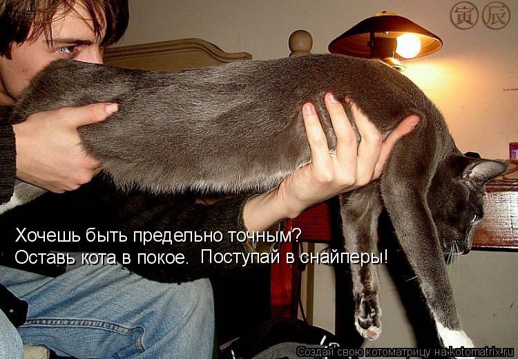 Котоматрица: Хочешь быть предельно точным? Оставь кота в покое. Поступай в снайперы!