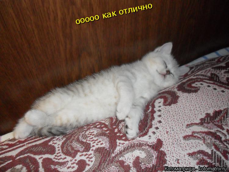 ооооо как отлично... Котоматрица: ооооо как отлично