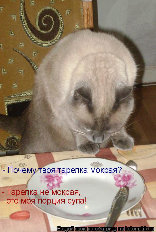Котоматрица: - Тарелка не мокрая,  - Почему твоя тарелка мокрая?  это моя порция супа!