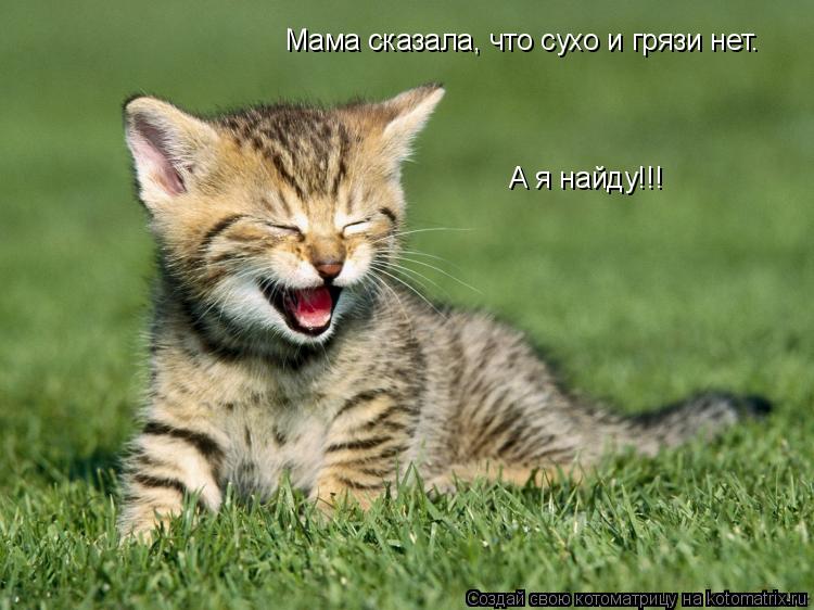 Мама сказала, что сухо и грязи нет. А я найду!!!... Котоматрица: Мама сказала, что сухо и грязи нет. А я найду!!!