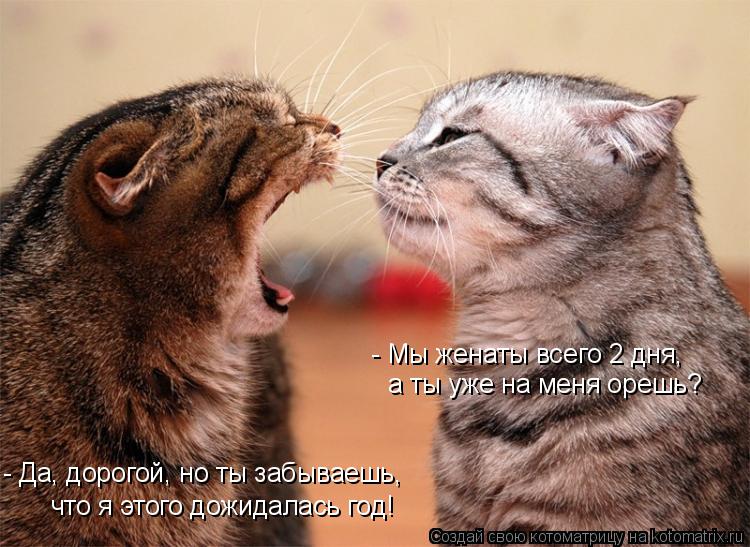 Котоматрица: - Да, дорогой, но ты забываешь,  что я этого дожидалась год! - Мы женаты всего 2 дня,  а ты уже на меня орешь?