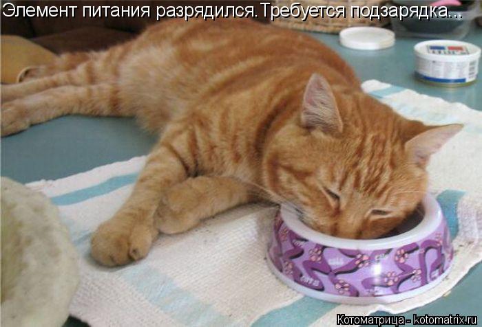 Котоматрица: Элемент питания разрядился.Требуется подзарядка...