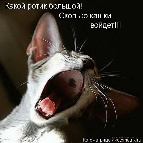 Котоматрица: Какой ротик большой! Сколько кашки войдет!!!