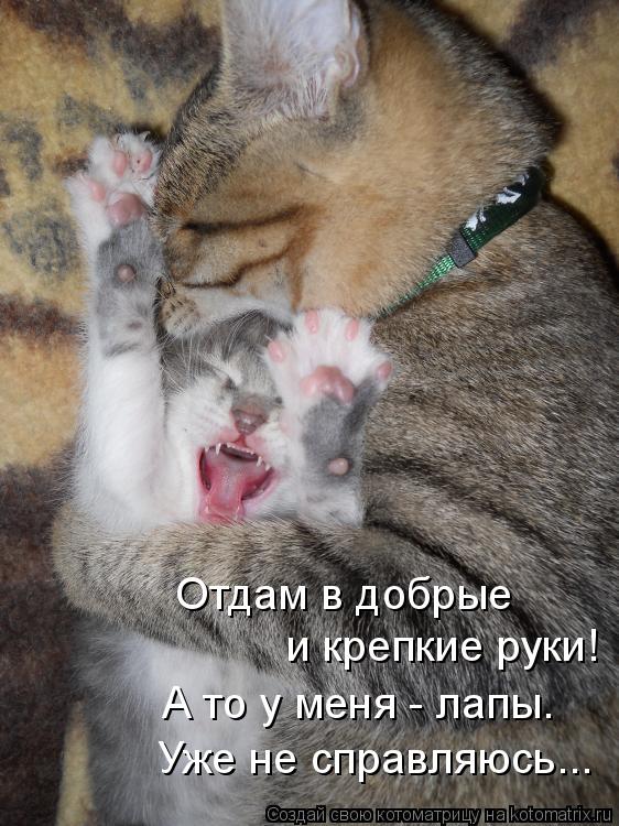 Котоматрица: Отдам в добрые и крепкие руки! А то у меня - лапы. Уже не справляюсь...