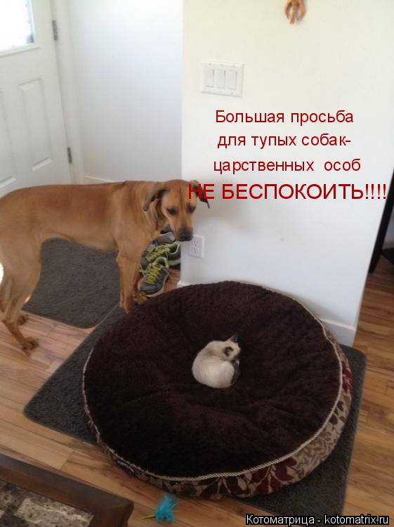 Большая просьба для тупых собак- царственных особ НЕ БЕСПОКОИТЬ!!!!... Котоматрица: Большая просьба для тупых собак- царственных особ НЕ БЕСПОКОИТЬ!!!!