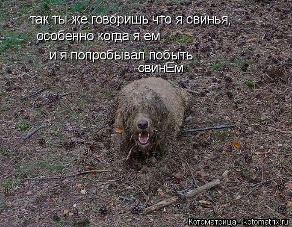 Котоматрица: так ты же говоришь что я свинья,  особенно когда я ем и я попробывал побыть свинЕм