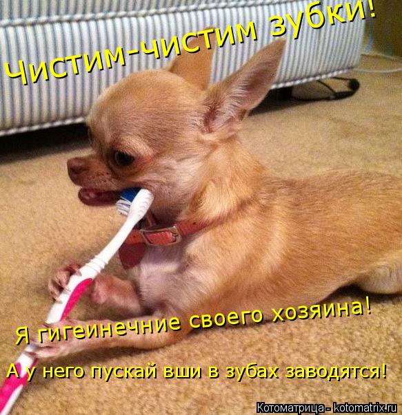 Котоматрица: Чистим-чистим зубки! Я гигеинечние своего хозяина! А у него пускай вши в зубах заводятся!