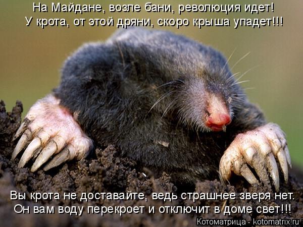 Котоматрица: Вы крота не доставайте, ведь страшнее зверя нет. Он вам воду перекроет и отключит в доме свет!!! На Майдане, возле бани, революция идет! У крот