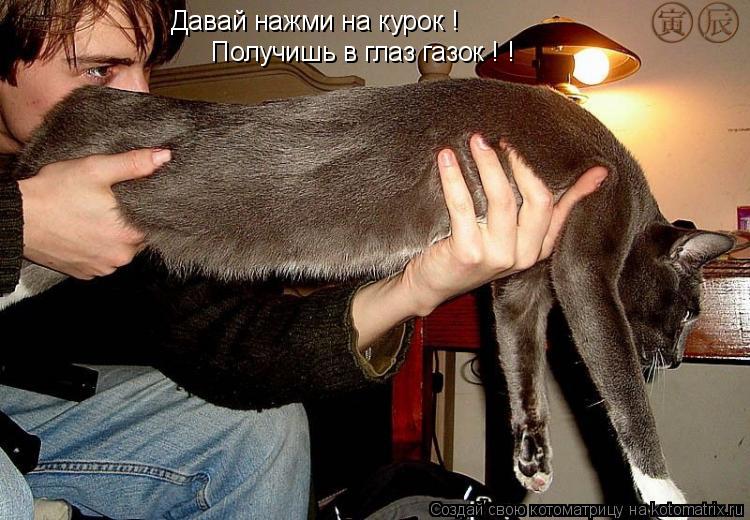 Котоматрица: Давай нажми на курок ! Получишь в глаз газок ! !