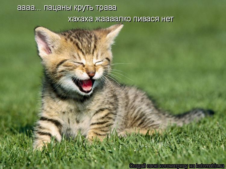 Котоматрица: аааа... пацаны круть трава хахаха жаааалко пивася нет