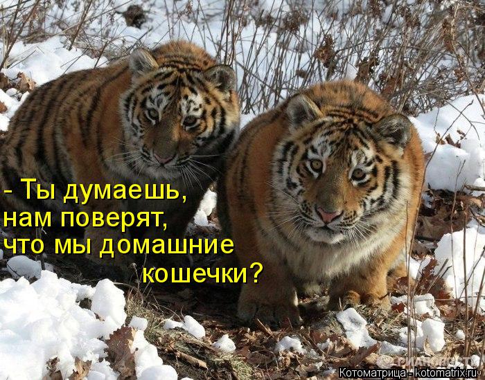 - Ты думаешь, нам поверят, что мы домашние кошечки?... Котоматрица: - Ты думаешь, нам поверят, что мы домашние кошечки?