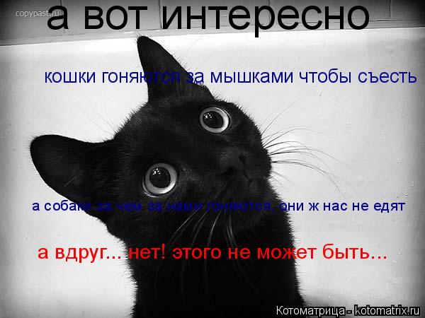 Котоматрица: а вот интересно кошки гоняются за мышками чтобы съесть а собаки за чем за нами гоняются, они ж нас не едят а вдруг... нет! этого не может быть...
