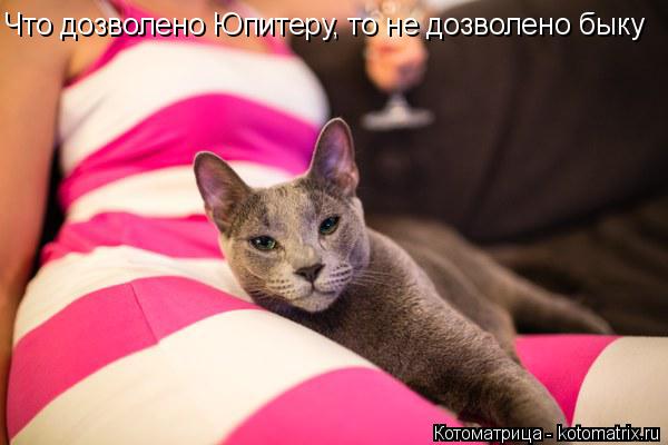 Котоматрица: Что дозволено Юпитеру, то не дозволено быку