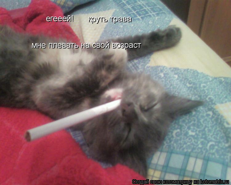 Котоматрица: егееей! мне плевать на свой возраст круть трава