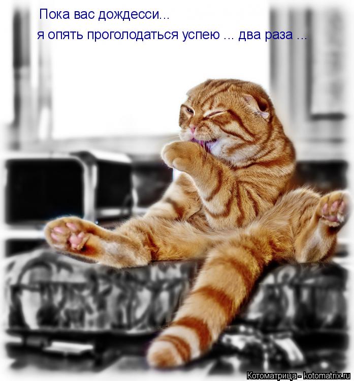 Пока вас дождесси... я опять проголодаться успею ... два раза ...... Котоматрица: Пока вас дождесси... я опять проголодаться успею ... два раза ...
