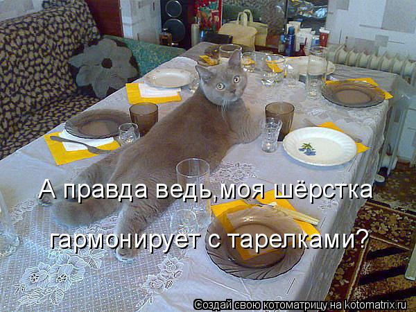 А правда ведь,моя шёрстка гармонирует с тарелками?... Котоматрица: А правда ведь,моя шёрстка гармонирует с тарелками?