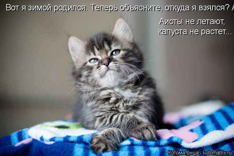 Вот я зимой родился. Теперь объясните, откуда я взялся? Аисты не летают, капуста не растет... Аисты н... Котоматрица: Вот я зимой родился. Теперь объясните, откуда я взялся? Аисты не летают, капуста не растет... Аисты не летают, капуста не растет...