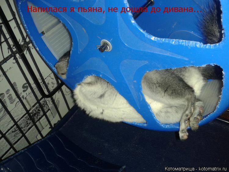 Котоматрица: Напилася я пьяна, не дошла до дивана...