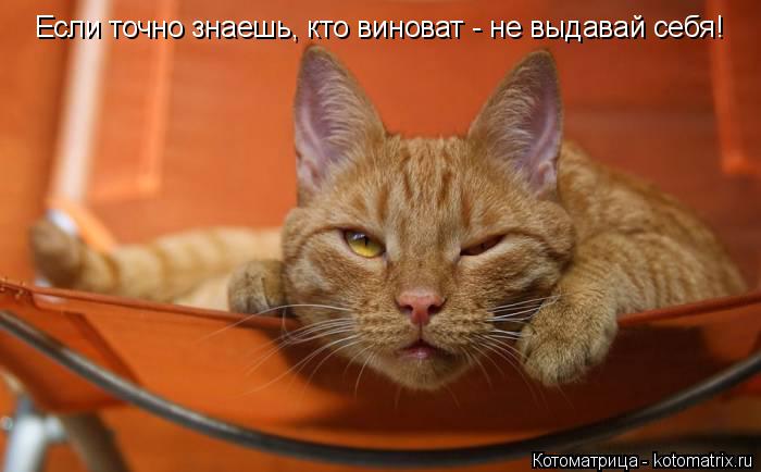 Котоматрица: Если точно знаешь, кто виноват - не выдавай себя!