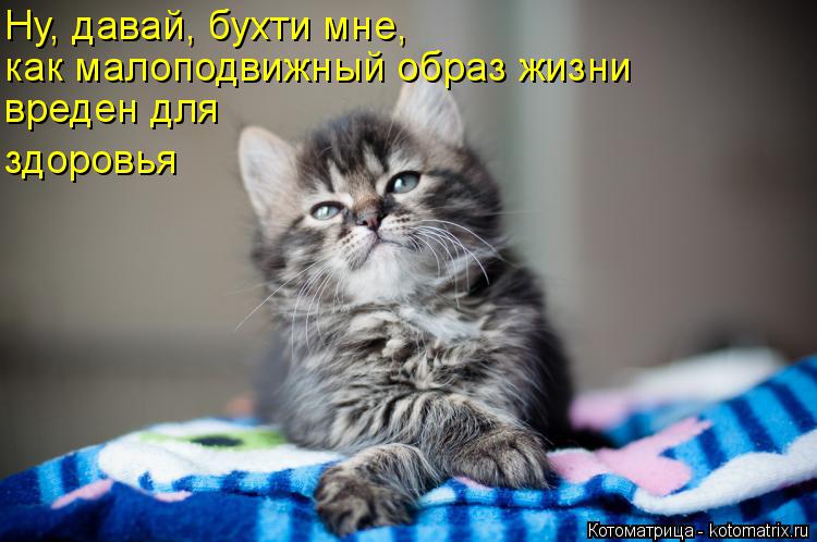Ну, давай, бухти мне, как малоподвижный образ жизни вреден для здоровья... Котоматрица: Ну, давай, бухти мне, как малоподвижный образ жизни вреден для здоровья