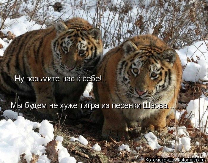 Котоматрица: Мы будем не хуже тигра из песенки Шаова... Ну возьмите нас к себе!..