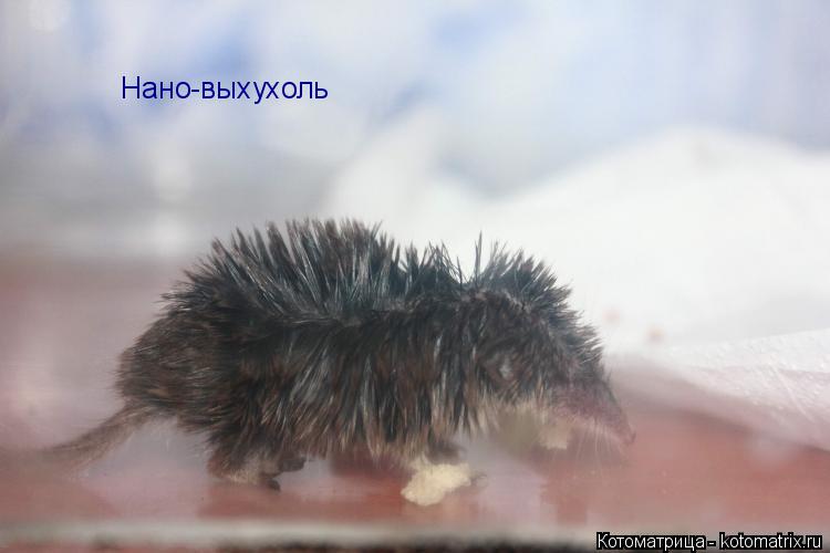 Котоматрица: Нано-выхухоль