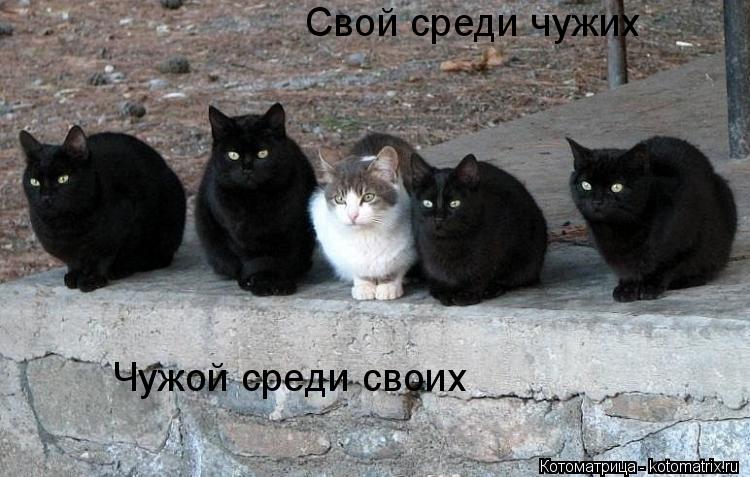 Котоматрица: Свой среди чужих Чужой среди своих Чужой среди своих