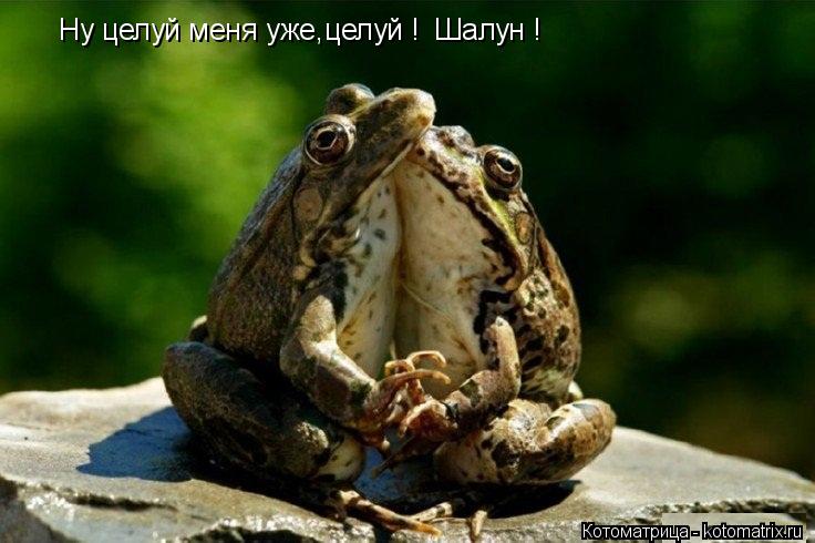 Котоматрица: Ну целуй меня уже,целуй ! Шалун !