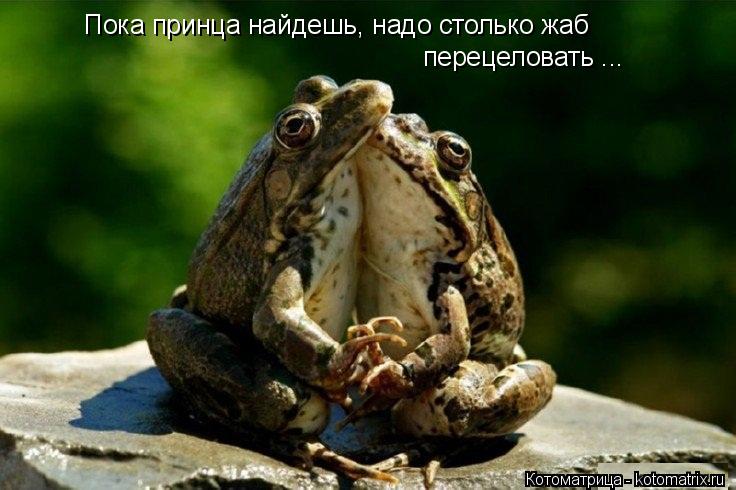 Котоматрица: Пока принца найдешь, надо столько жаб перецеловать ...