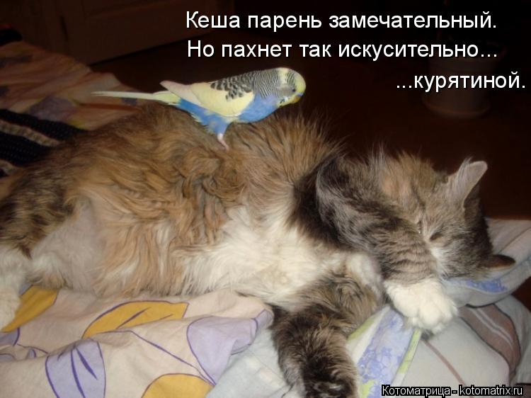 Кеша парень замечательный. Но пахнет так искусительно... ...курятиной.... Котоматрица: Кеша парень замечательный. Но пахнет так искусительно... ...курятиной.
