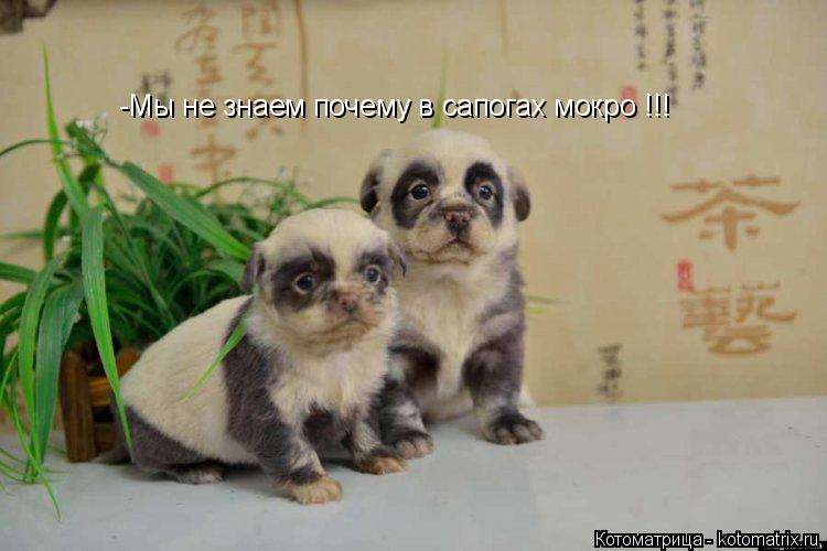 Котоматрица: -Мы не знаем почему в сапогах мокро !!!