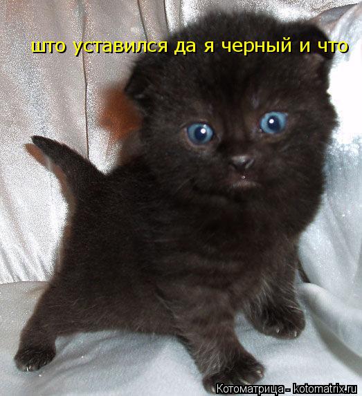 што уставился да я черный и что... Котоматрица: што уставился да я черный и что