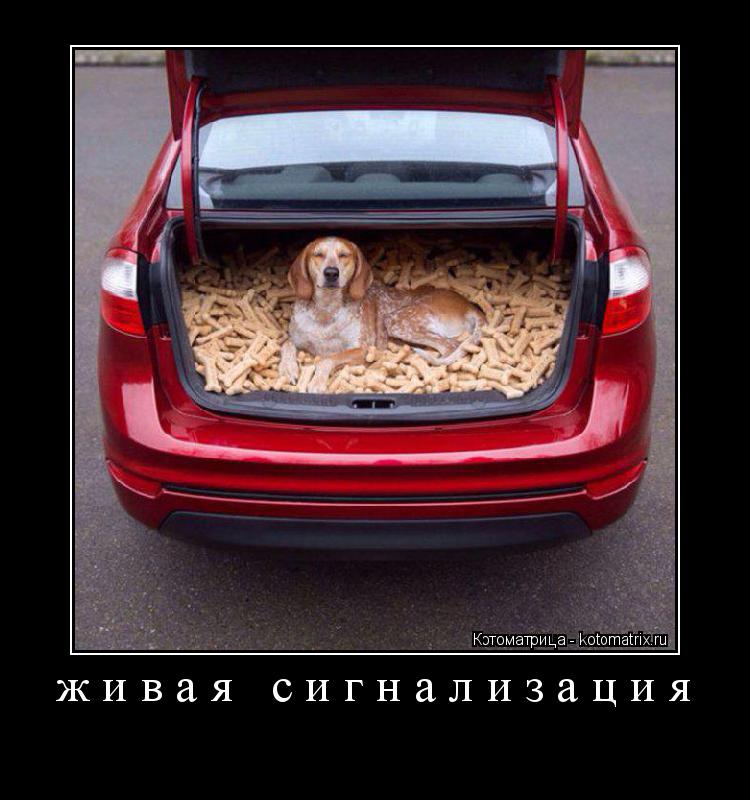 Котоматрица: живая сигнализация 