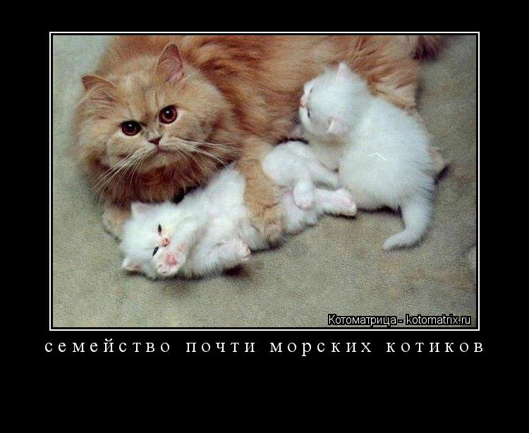 Котоматрица: семейство почти морских котиков 