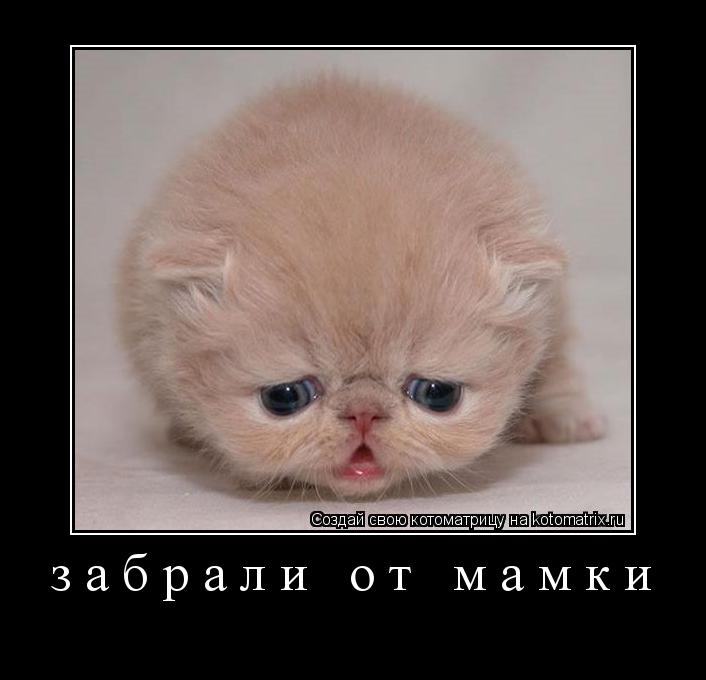 Котоматрица: забрали от мамки 