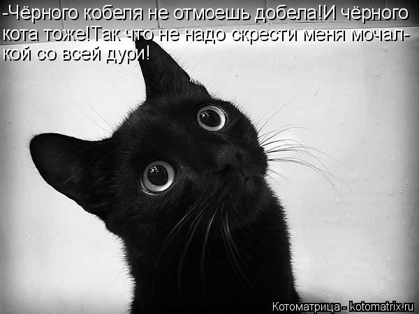 Котоматрица: -Чёрного кобеля не отмоешь добела!И чёрного кота тоже!Так что не надо скрести меня мочал- кой со всей дури!