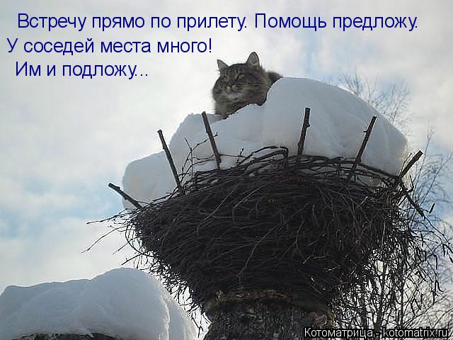 Встречу прямо по прилету. Помощь предложу. У соседей места много! Им и подложу...... Котоматрица: Встречу прямо по прилету. Помощь предложу. У соседей места много! Им и подложу...