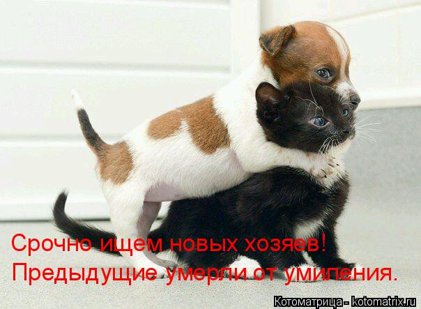 Котоматрица: Срочно ищем новых хозяев! Предыдущие умерли от умиления.