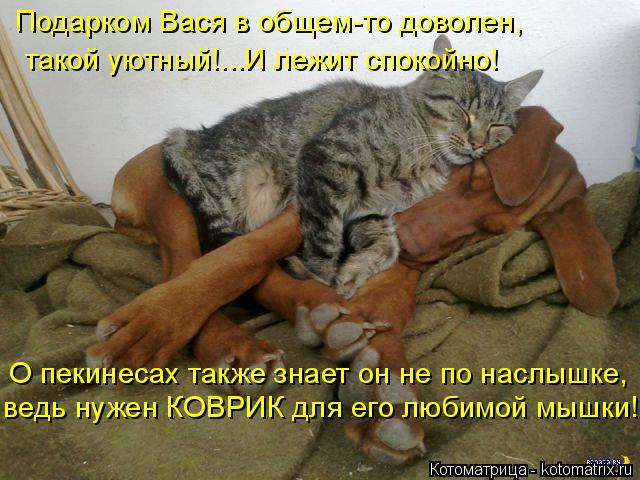Котоматрица: Подарком Вася в общем-то доволен, такой уютный!...И лежит спокойно! О пекинесах также знает он не по наслышке, ведь нужен КОВРИК для его любим